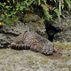 Illustration for article titled Caturday - Leopardus guigna Edition